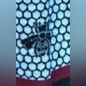 Bee pattern Scarf New without tags